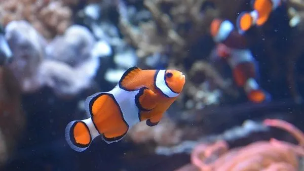 水族类识别怎么做？认品种、辨病症的实用指南