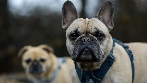 犬类行为识别：看懂狗狗的“语言”，到底靠经验还是靠AI？