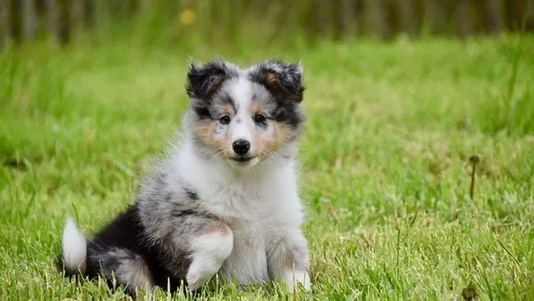 犬猫眼睛病症识别全攻略：从症状到应对方法