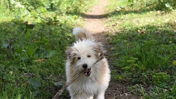 犬类情绪识别攻略：读懂狗狗的尾巴、叫声与微表情