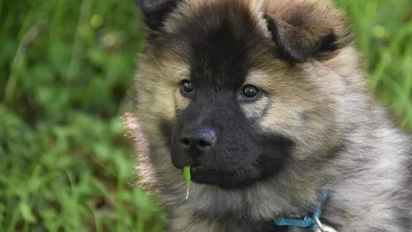 犬猫识别API怎么选?从精度到落地完整指南