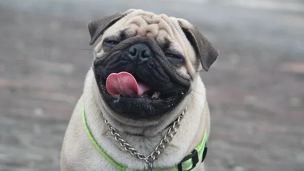 犬猫耳道病症识别,看这篇就够了
