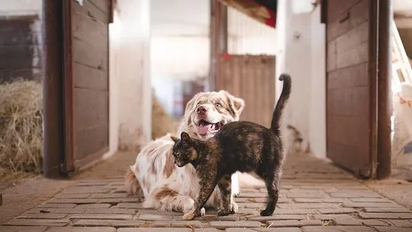 Pet Interactive Camera: 2025 Buying Guide & Smart Features