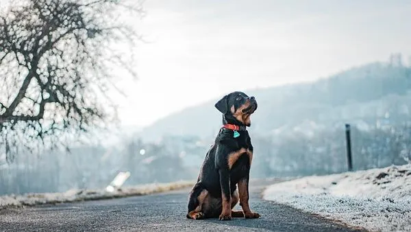 Pet Travel Industry Solutions: 2024 Tech & Safety Guide - 配图2