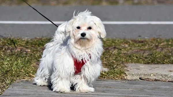 New Pet Owner Essential Checklist: 2024 Vet & Supply List - 配图2