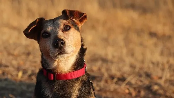 Pet Industry Funding News: 2025 Investment Trends & Key Deal - 配图2