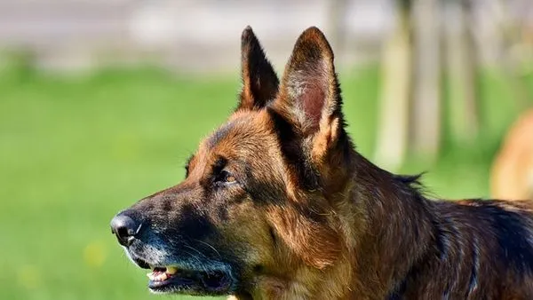 Pet Behavior Camera: How It Works and Top Uses - 配图2