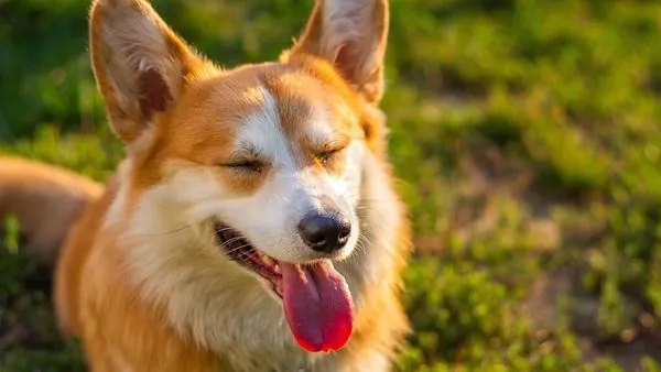 Pet Healthcare Supply Chain: 2024 Guide for Accuracy & Speed