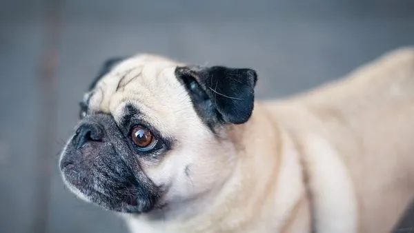 Pet Store Operations Plan: 10-Step Guide for 2025 - 配图2
