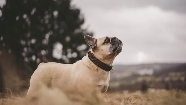 Pet Hospital AI System: 2025 Guide for Vet Clinics