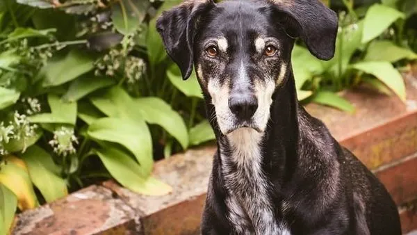 Pet AI Medication Recommendations: Vet Safety Guide - 配图2