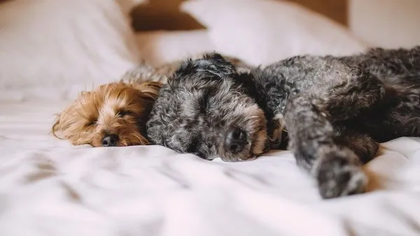 Pet Social Platform Solutions: Build Engaging Communities