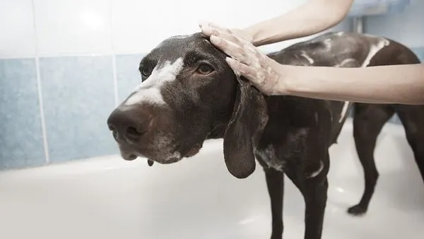 Pet Spay Neuter Care Guide: Recovery Timeline & Vet Tips - 配图2