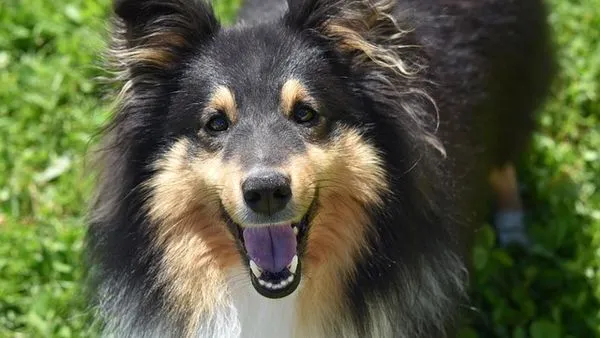 Is Online Pet Consultation Reliable? Facts & Tips