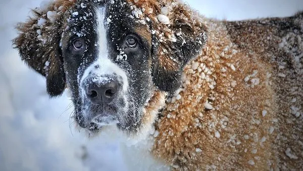 Pet Insurance Industry Solutions: 2024 Tech Guide