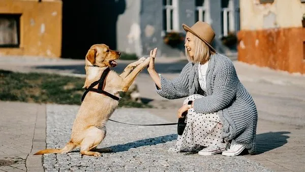 Smart Pet Toys: Benefits, Facts, and Buying Guide - 配图2