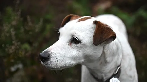 Pet Industry White Paper: Key Trends and Insights