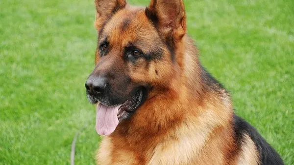 Fun Pet Facts and Trivia: Surprising Truths About Pets - 配图2