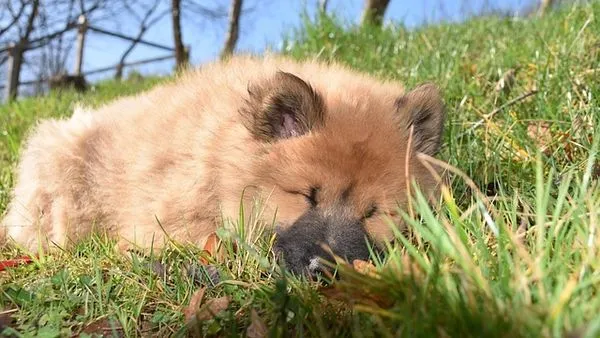 Dog Diarrhea Treatment and Home Care: Evidence-Based Guide - 配图2
