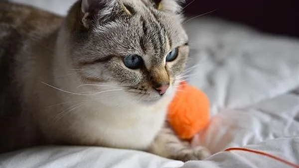 猫类行为识别指南:读懂猫咪动作、叫声与情绪信号