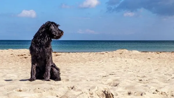 Pet Industry Summit Roundup: Top Trends & Tech in 2024