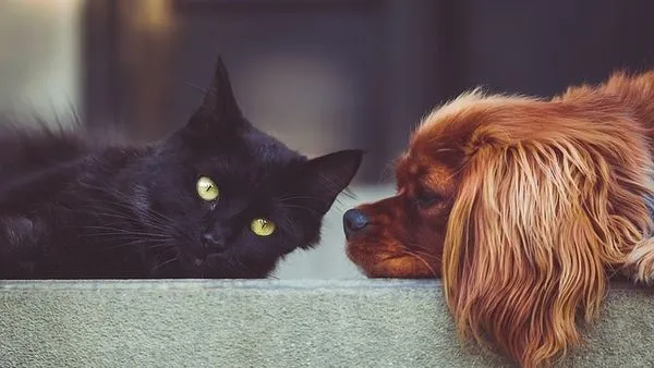Pet Enterprise Digitalization: The 2025 Complete Guide