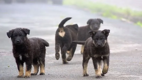 Pet Industry Digital Transformation: Complete Guide 2025 - 配图2