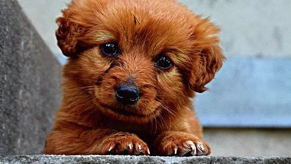 Pet AI Imaging Diagnosis: How It Works and Benefits - 配图2