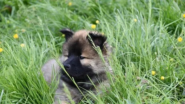 Pet Industry Growth Strategies That Work in 2025