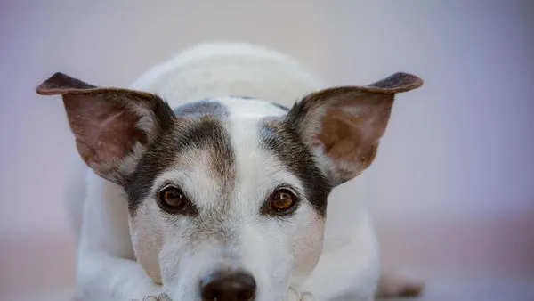 Pet Healthcare Big Data: 5 Ways It Saves Lives