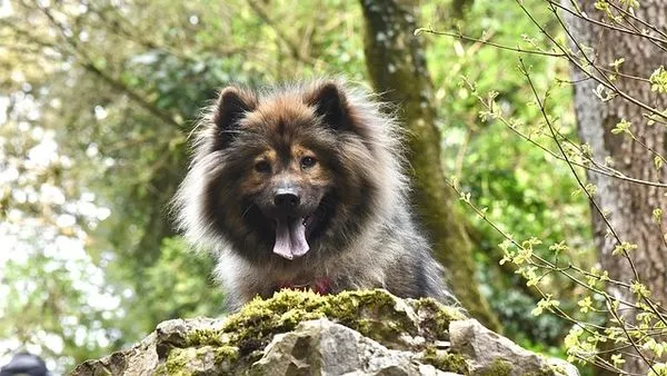 Smart Pet Toys: Benefits, Facts, and Buying Guide
