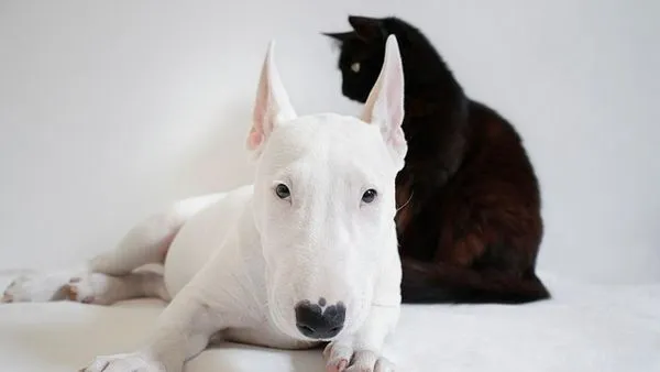 Pet Consumer Trends: 2025 Key Stats and Spending Habits - 配图2