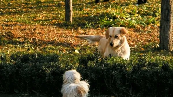 Pet AI Knowledge Graph: What It Is and Why It Matters - 配图2