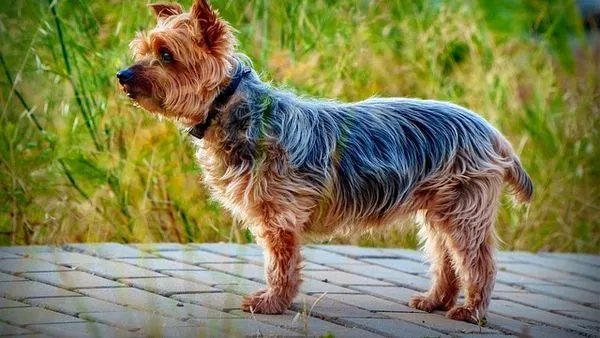 What Is Pet AI Large Model? Key Facts & 2025 Guide