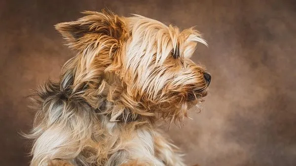 Smart Pet Band: Tracking, Health, and Safety Guide - 配图2