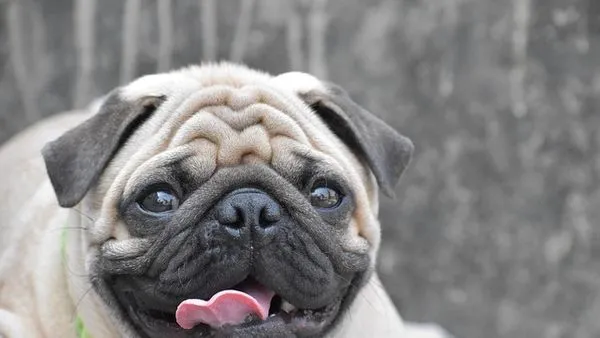 Pet Industry Talent Report: 2025 Workforce Trends & Pay