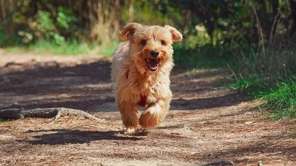 Pet Behavior Recognition AI: How It Works and Why It Matters Pet Behavior Recognition AI: How It Works and Why It Matters - 配图2