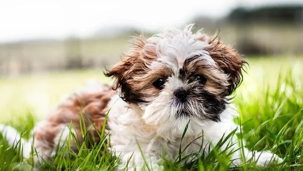 Pet AI Recognition Accuracy: How It Works & How Good It Is
