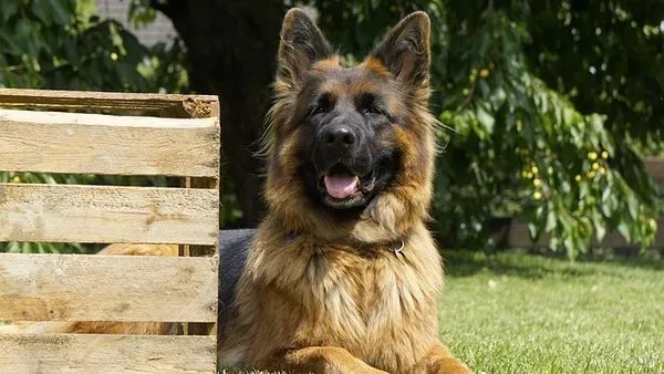 Pet Industry Policies and Regulations: A 2024 Compliance Gui