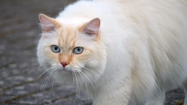 猫类情绪识别指南:读懂猫咪的肢体语言与情绪信号