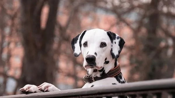 Pet Behavior Training: Science-Based Steps That Work - 配图2