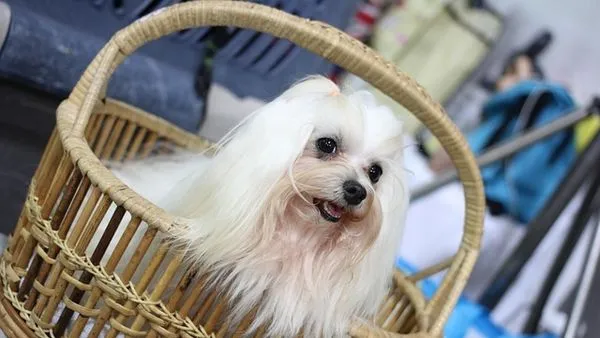 Pet Electronic Medical Record System: Complete Guide