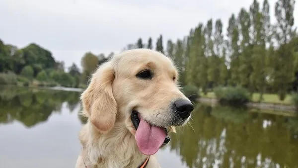 Pet Industry Digital Transformation: Complete Guide 2025
