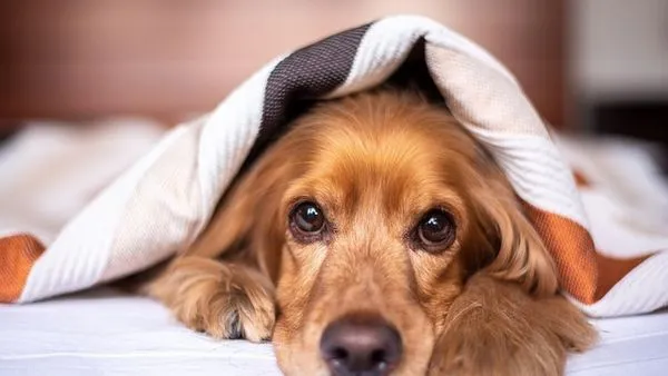 Pet Voice Recognition AI: How It Works and Top Uses - 配图2