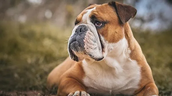 What Is Pet AI Large Model? Key Facts & 2025 Guide - 配图2