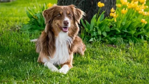 Pet Hospital AI System: 2025 Guide for Vet Clinics - 配图2