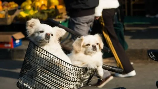 Pet Recognition AI Technology: Complete Guide 2025