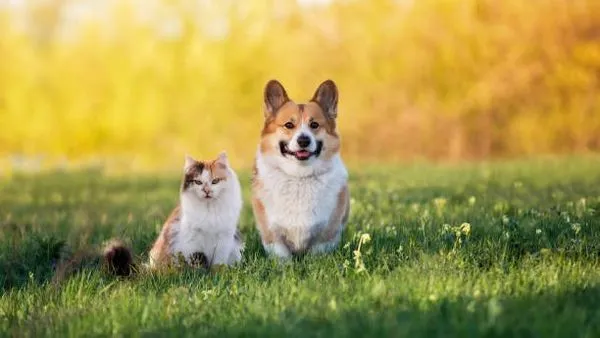 Pet Wearable Devices: The Complete Smart Tracking Guide Pet Wearable Devices: The Complete Smart Tracking Guide - 配图1