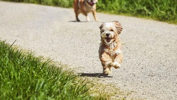 Pet AI Consultation System: Accuracy, Cost & Benefits - 配图2