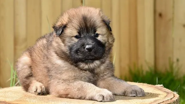 Smart Pet Hardware Market: 2025 Growth Stats & Top Trends